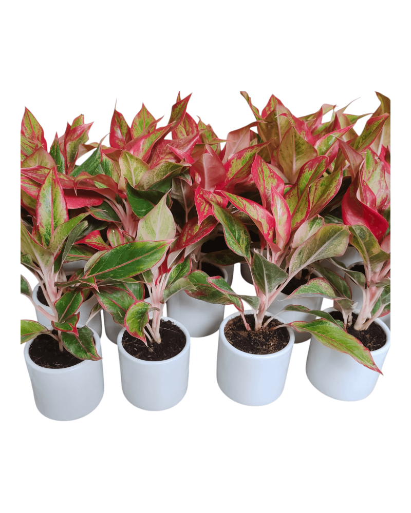 Aglaonema Lipstick (Set Of 25)