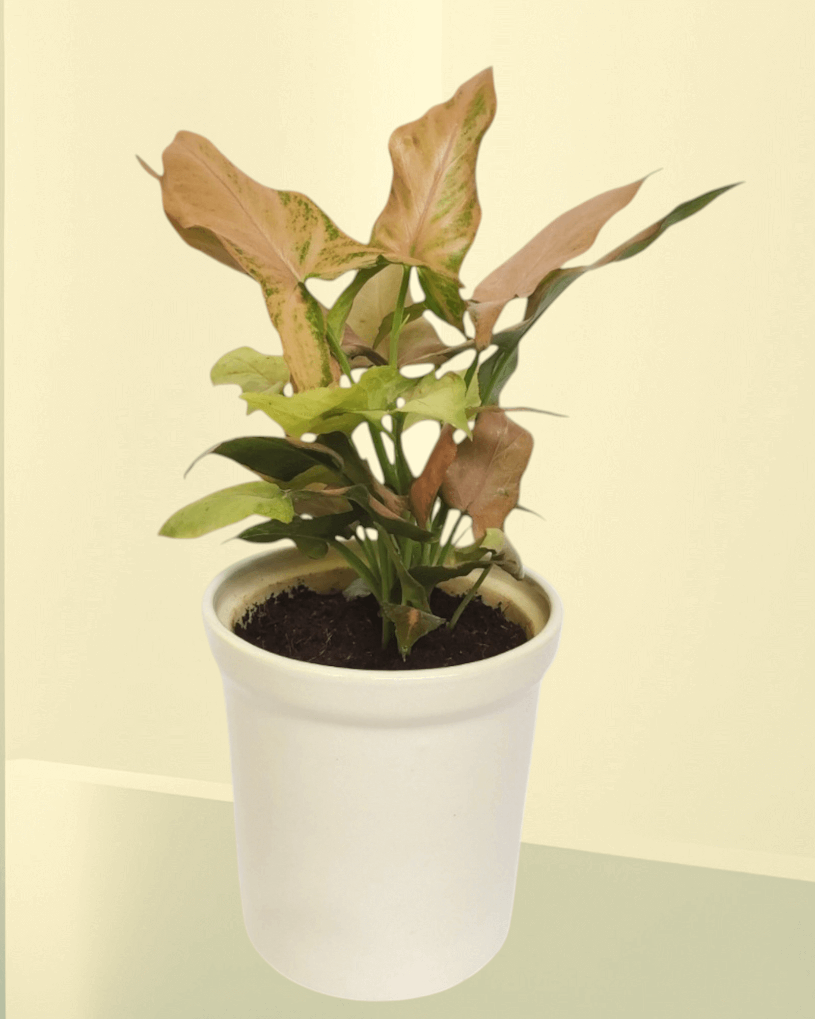 Syngonium Pink Arrowhead (Set Of 30)