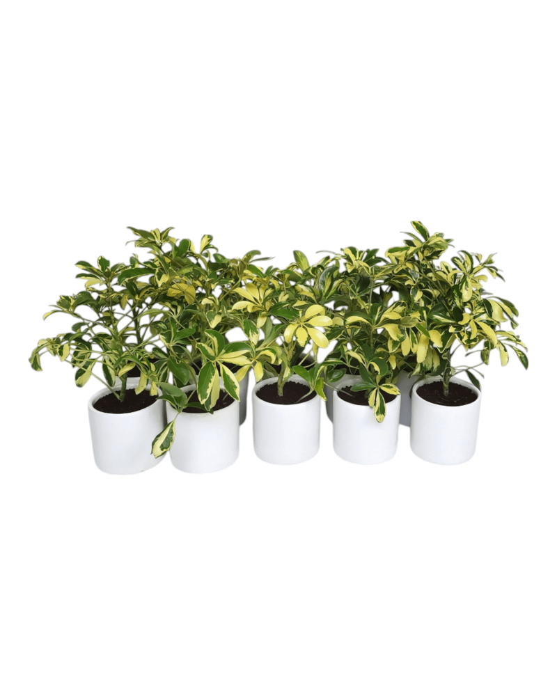 Saplera (Set Of 25)