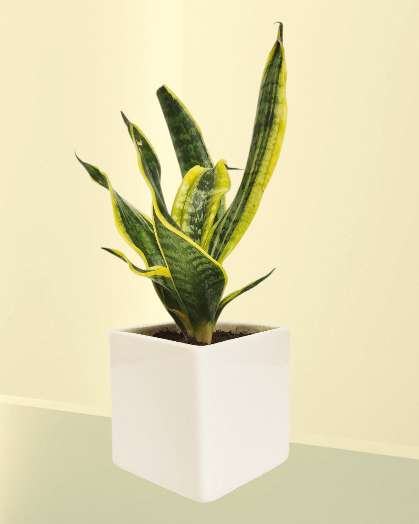 Curly Sansevieria (Set Of 25)
